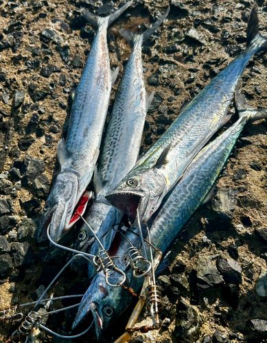 サゴシの釣果
