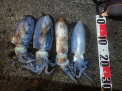 アオリイカの釣果