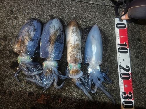 アオリイカの釣果