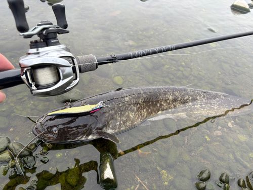 ナマズの釣果