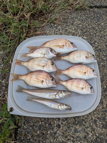 キスの釣果