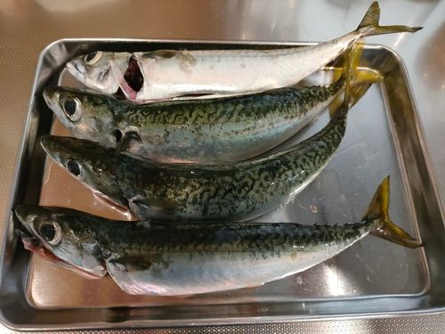 仙崎湾