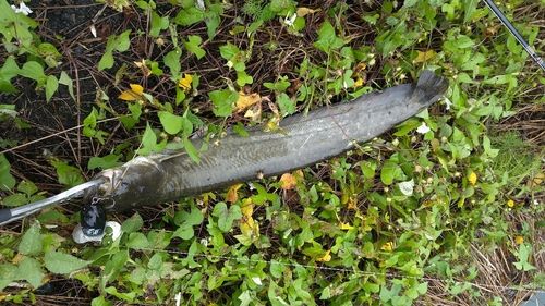 ナマズの釣果