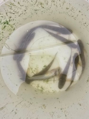 ハゼの釣果