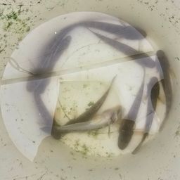 ハゼ