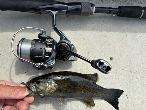 スモールマウスバスの釣果