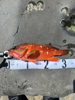 アカハタの釣果
