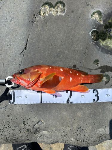 アカハタの釣果