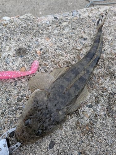 マゴチの釣果