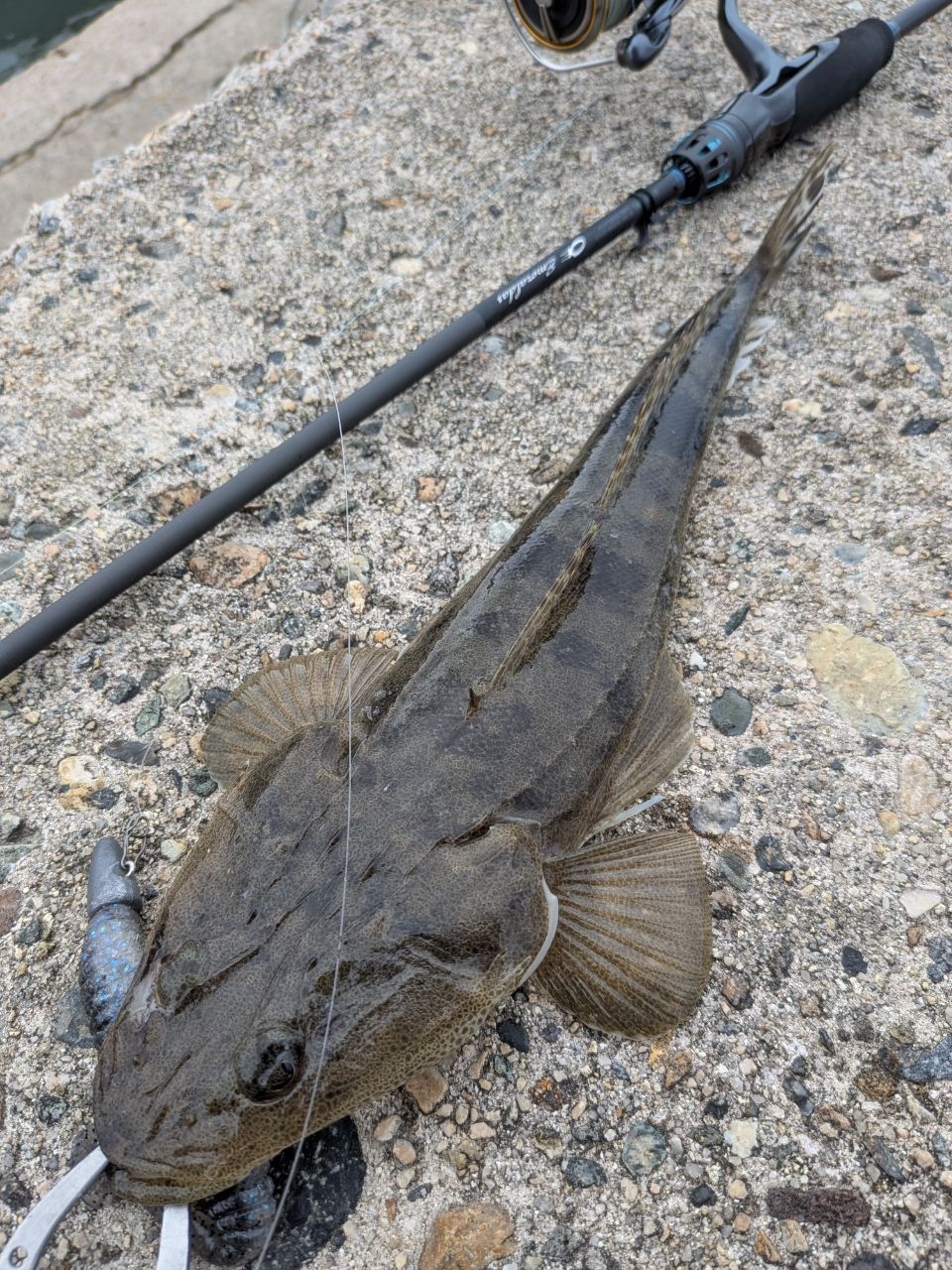 マゴチ