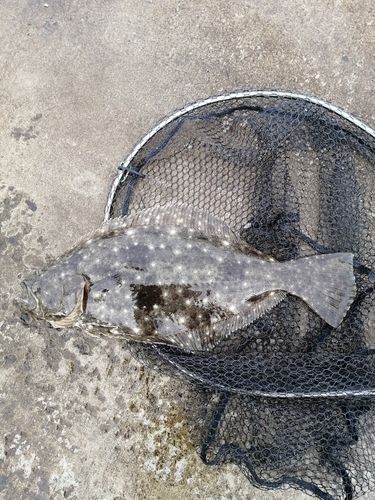 ヒラメの釣果