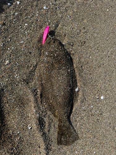 ヒラメの釣果