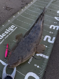 マゴチの釣果