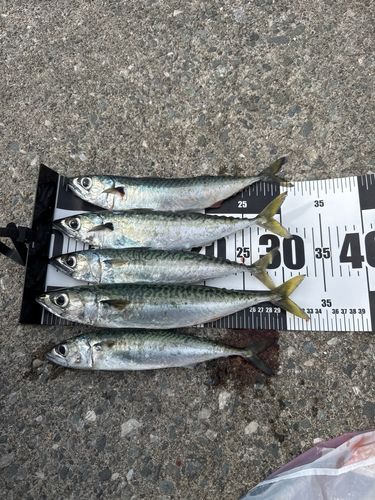 マサバの釣果
