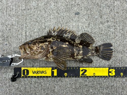 タケノコメバルの釣果
