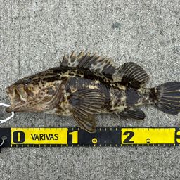 タケノコメバル