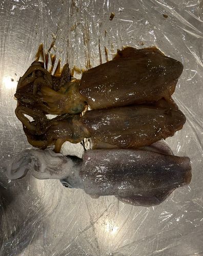 足保港