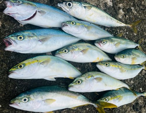 ワカシの釣果
