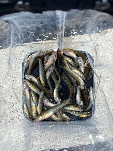 マハゼの釣果