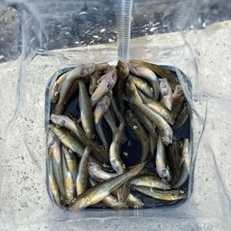 マハゼ