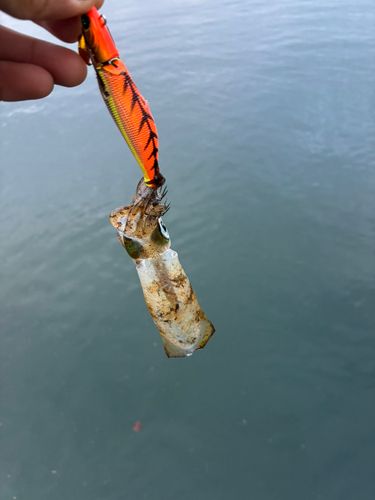 富山湾