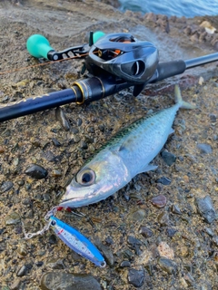 サバの釣果