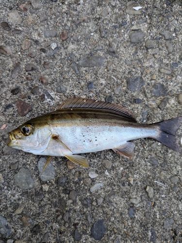 イサキの釣果