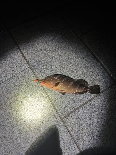 宮津湾