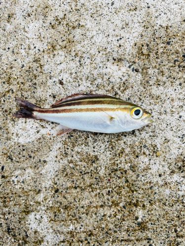 イサキの釣果