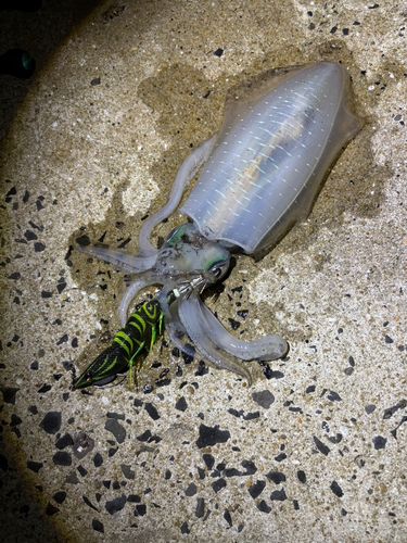 アオリイカの釣果