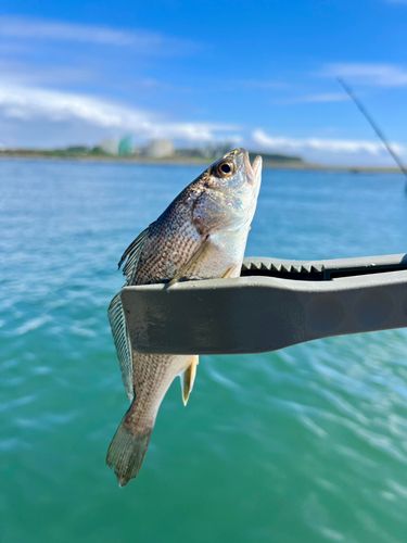 ニベの釣果