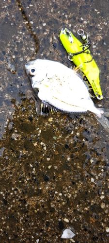 ヒイラギの釣果