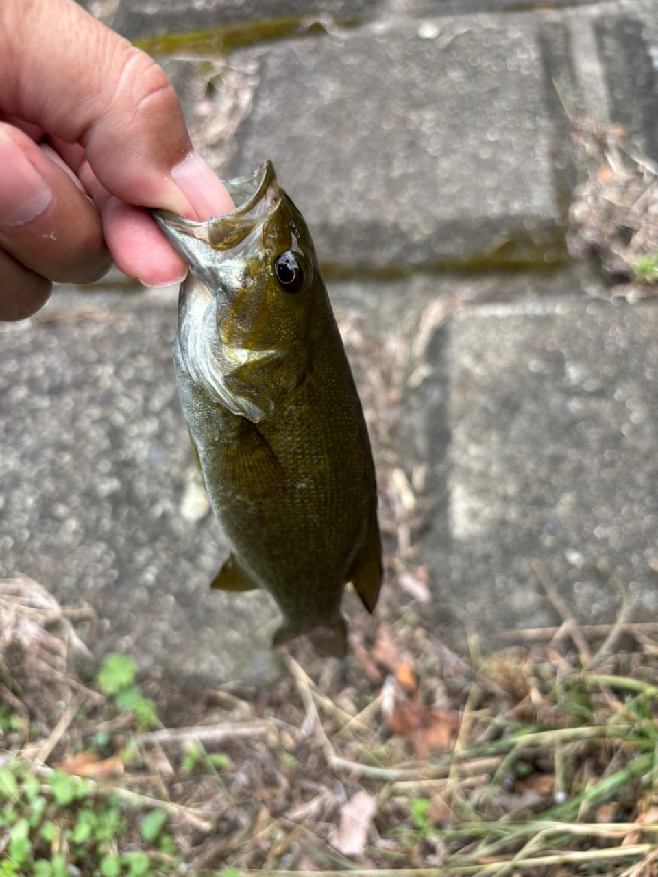 スモールマウスバス