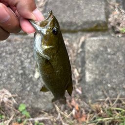 スモールマウスバス