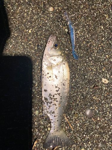 セイゴ（ヒラスズキ）の釣果