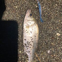 セイゴ（ヒラスズキ）