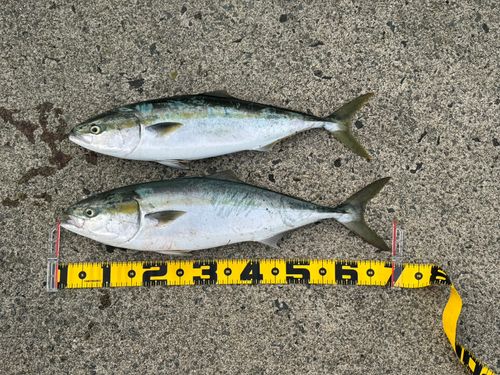 ワラサの釣果
