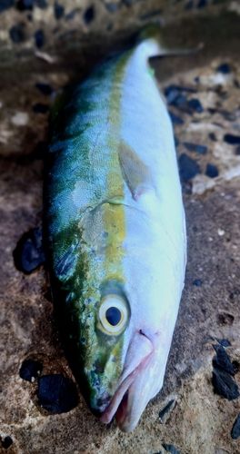 ブリの釣果