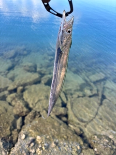 タチウオの釣果