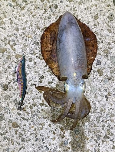 大蔵海岸