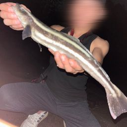 スギ