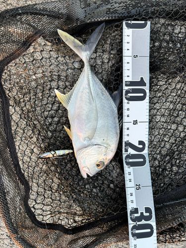 ロウニンアジの釣果