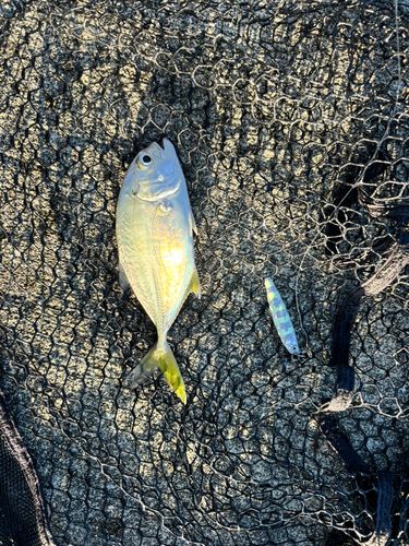 メッキの釣果