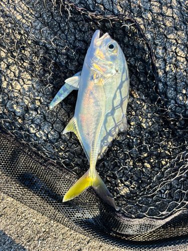 メッキの釣果