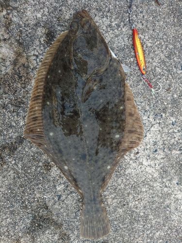 イシガレイの釣果