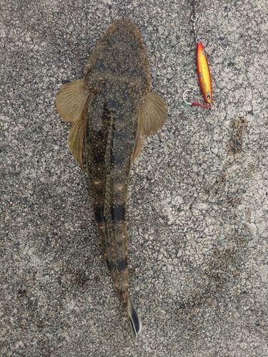 マゴチの釣果
