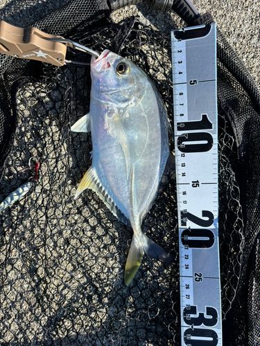 ロウニンアジの釣果
