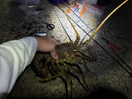 イセエビの釣果