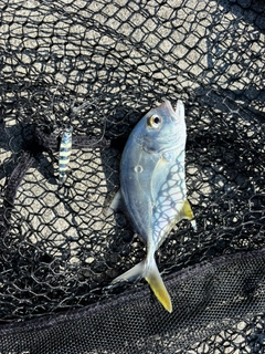 メッキの釣果