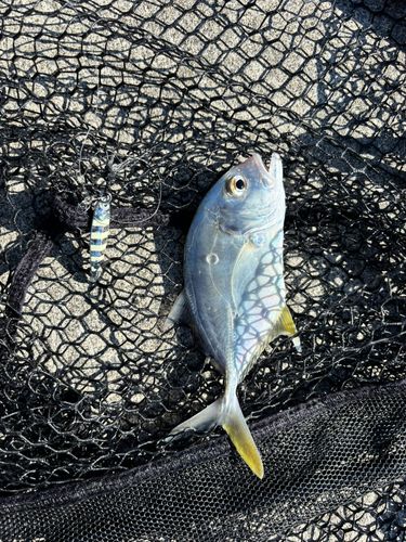 メッキの釣果